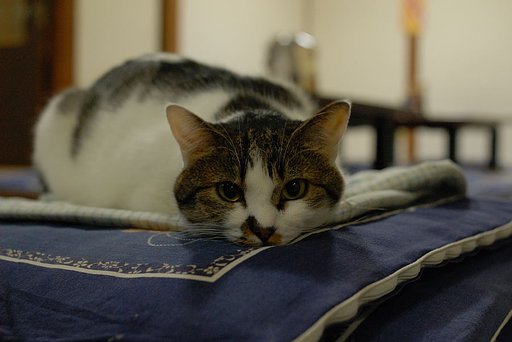 ねこ