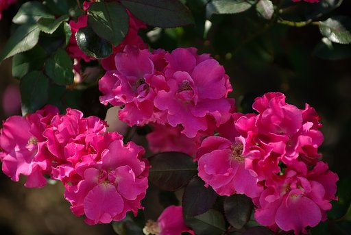 Red Roses