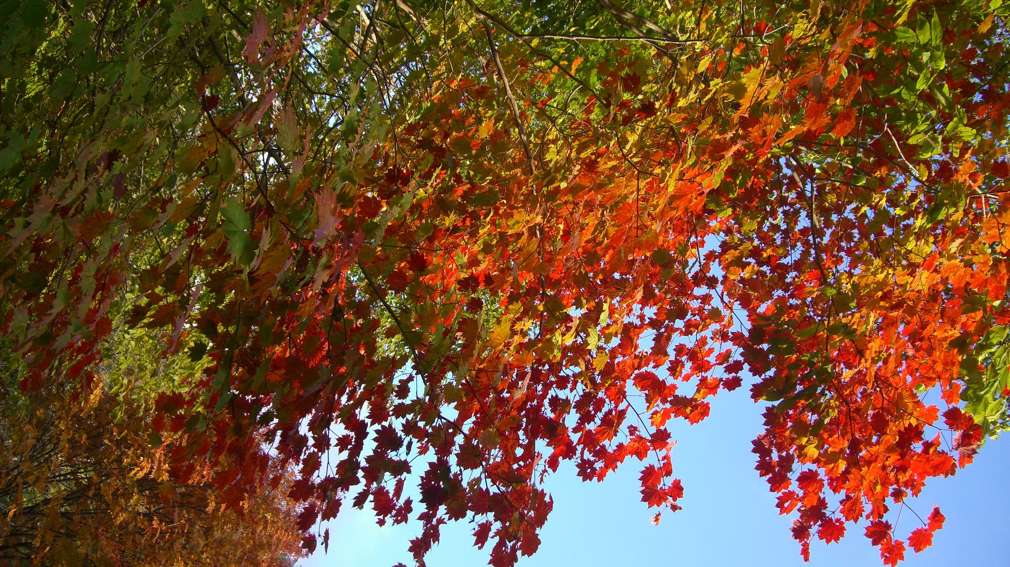 紅葉のお手々に囲まれた