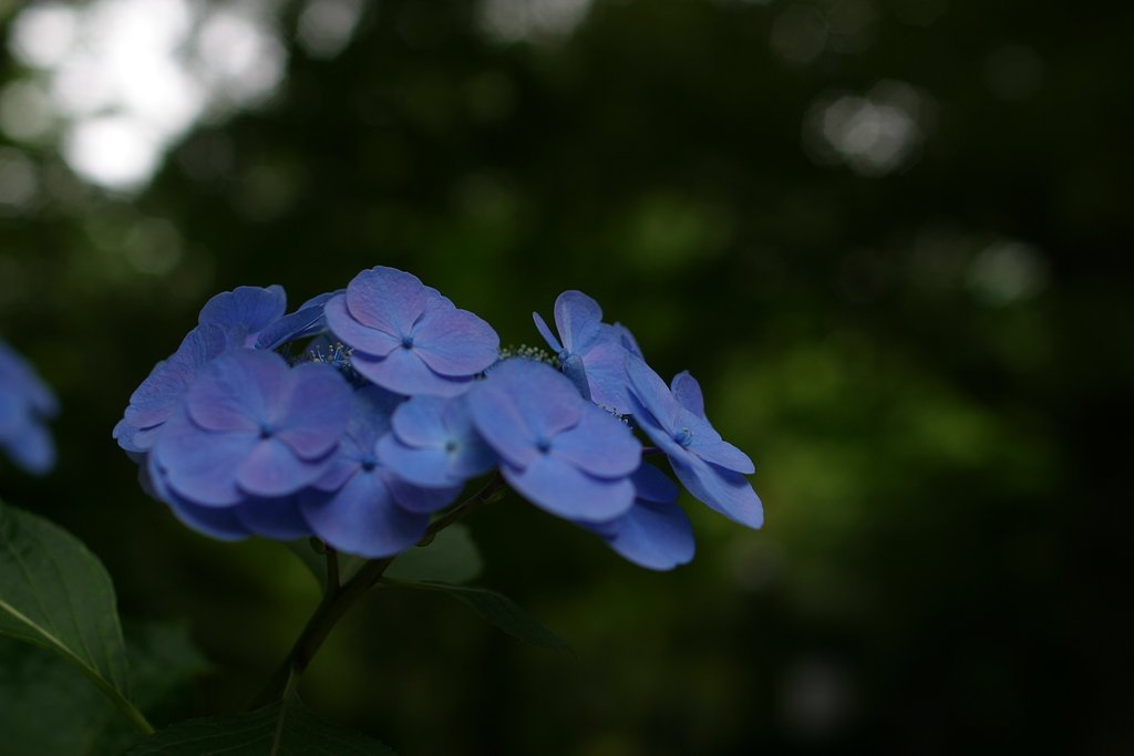 宙に浮く花