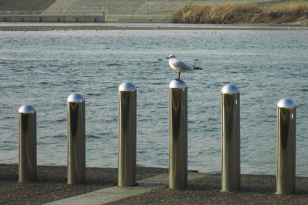 鴎やってきました
