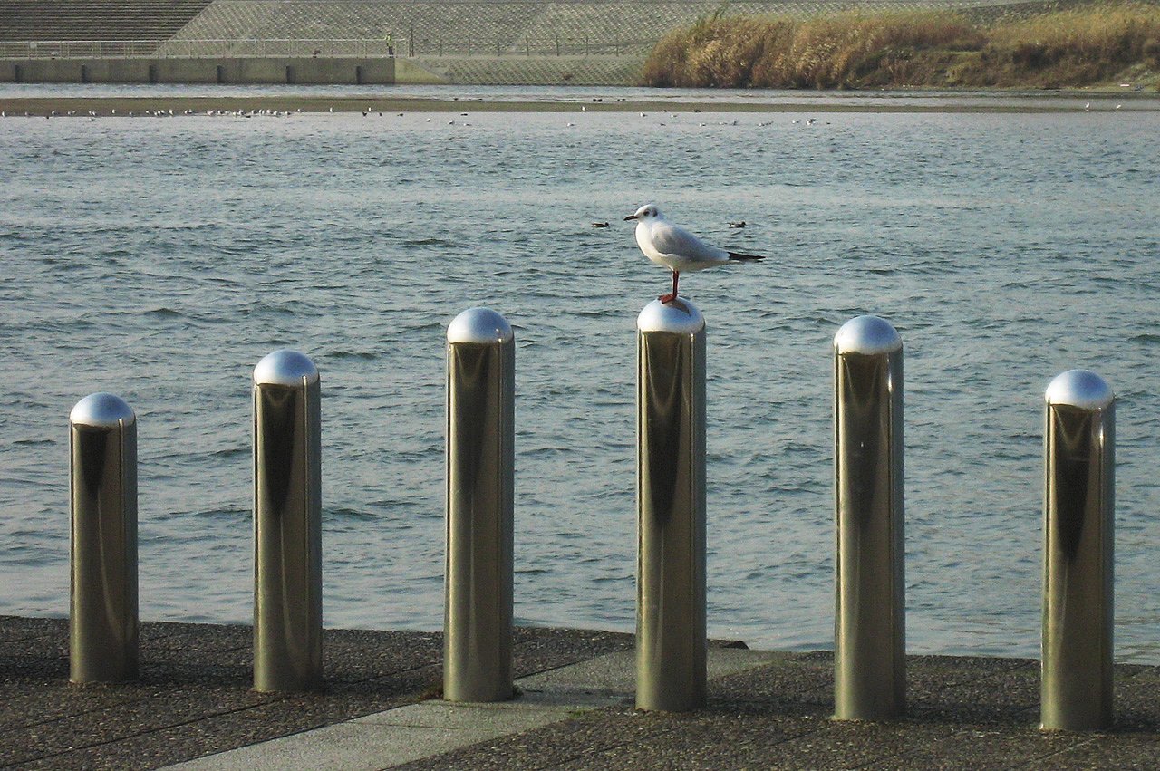 鴎やってきました
