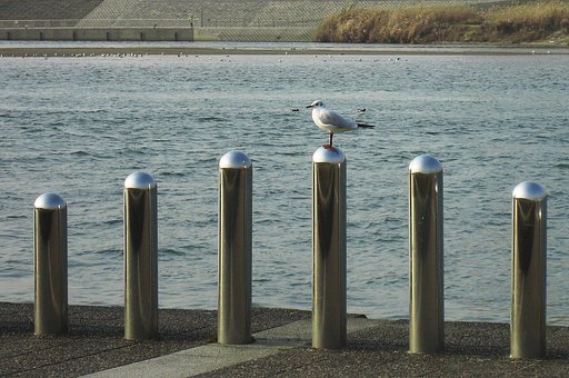 鴎やってきました