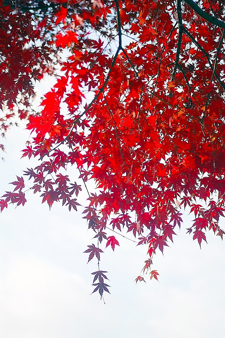 これで鹿がいれば