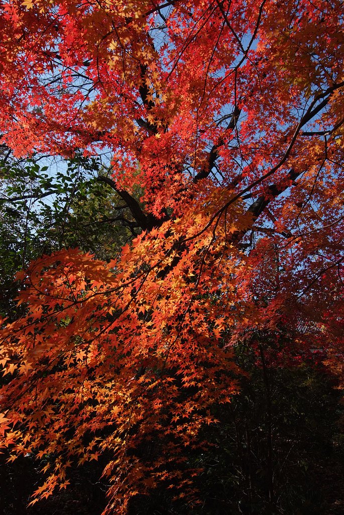 お寺の紅葉２