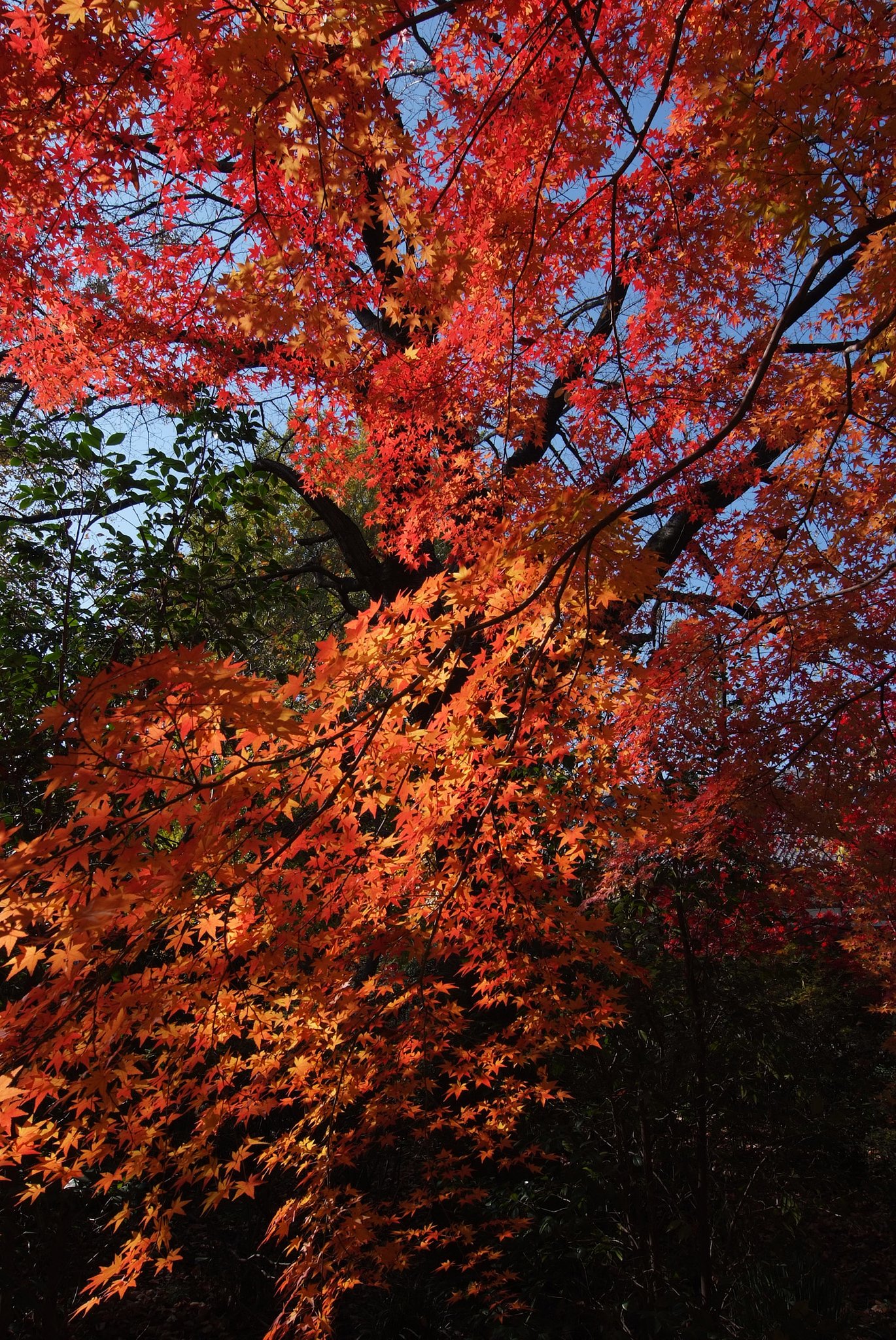お寺の紅葉２