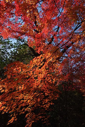 お寺の紅葉２