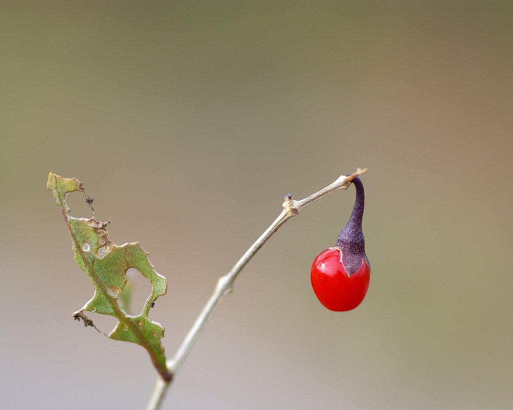 名もなき草の実