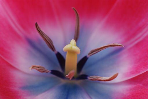 雄蕊と雌蕊