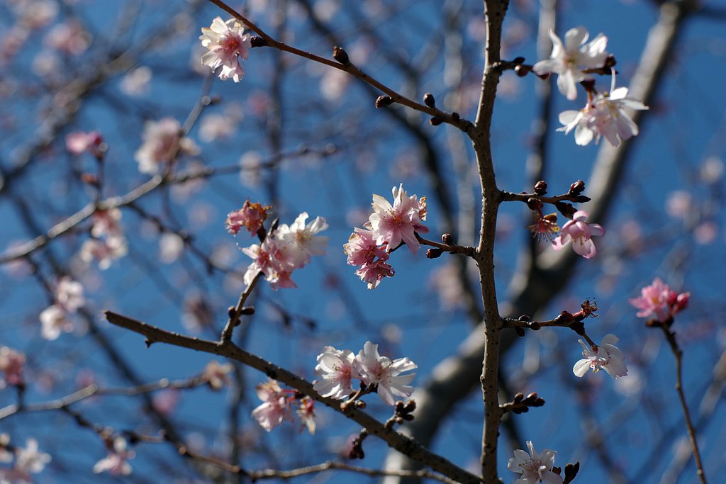 桜咲き始め
