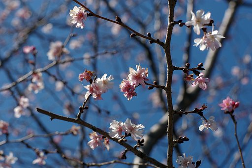桜咲き始め
