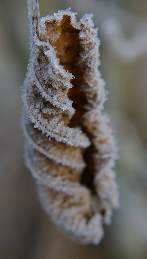 Frost - 1