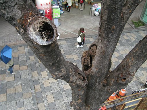 【街】路樹