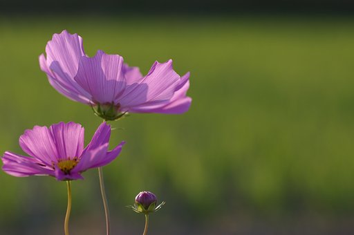 透過光で