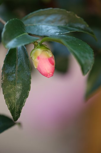 山茶花