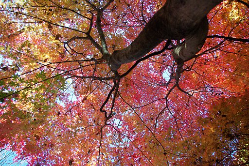 モミジ色の天空