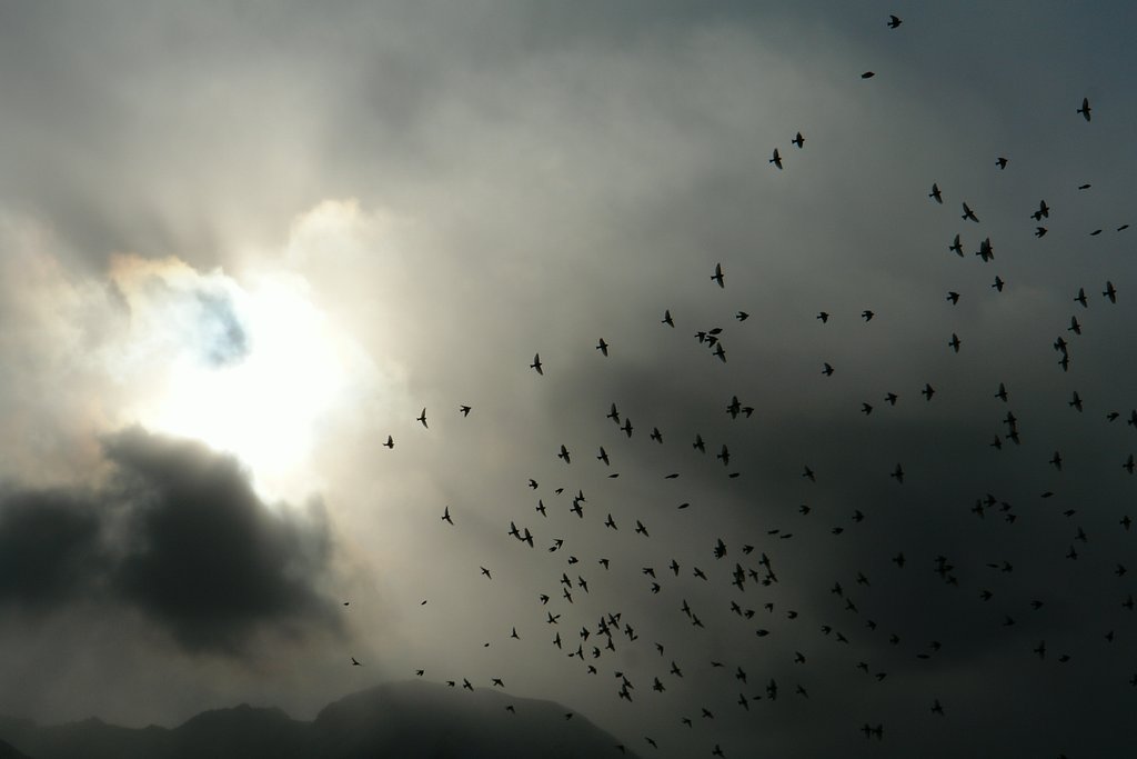 Sun Birds