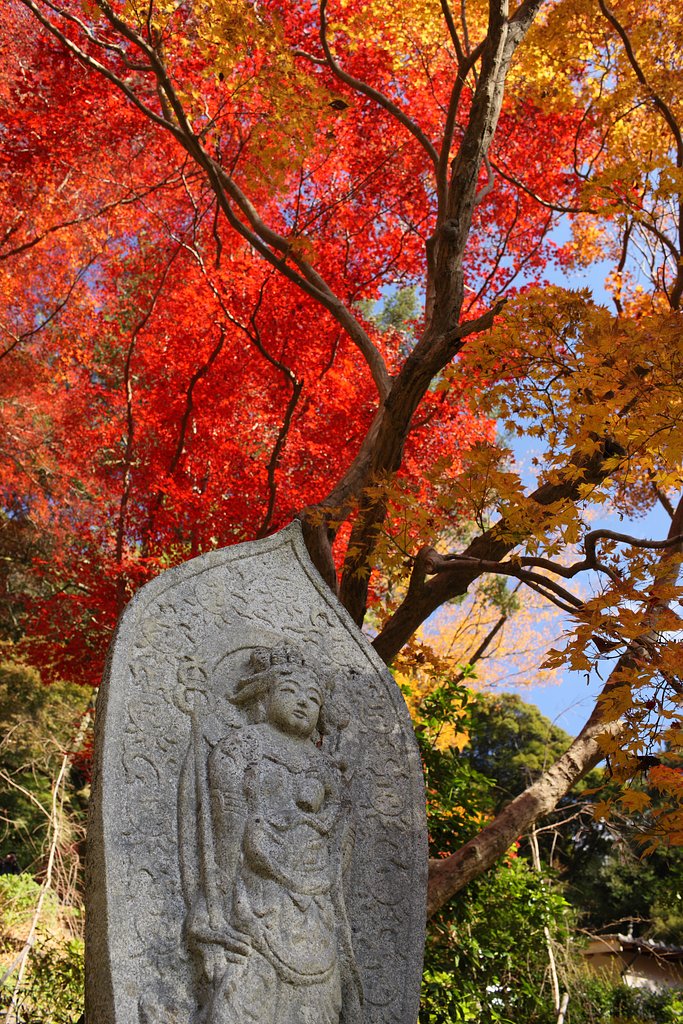 紅葉笠