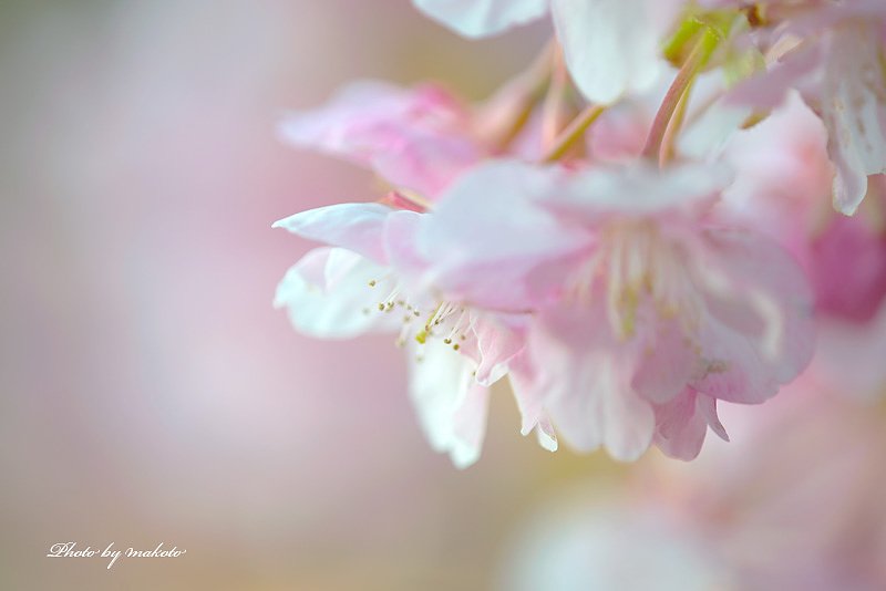 河津桜・・・