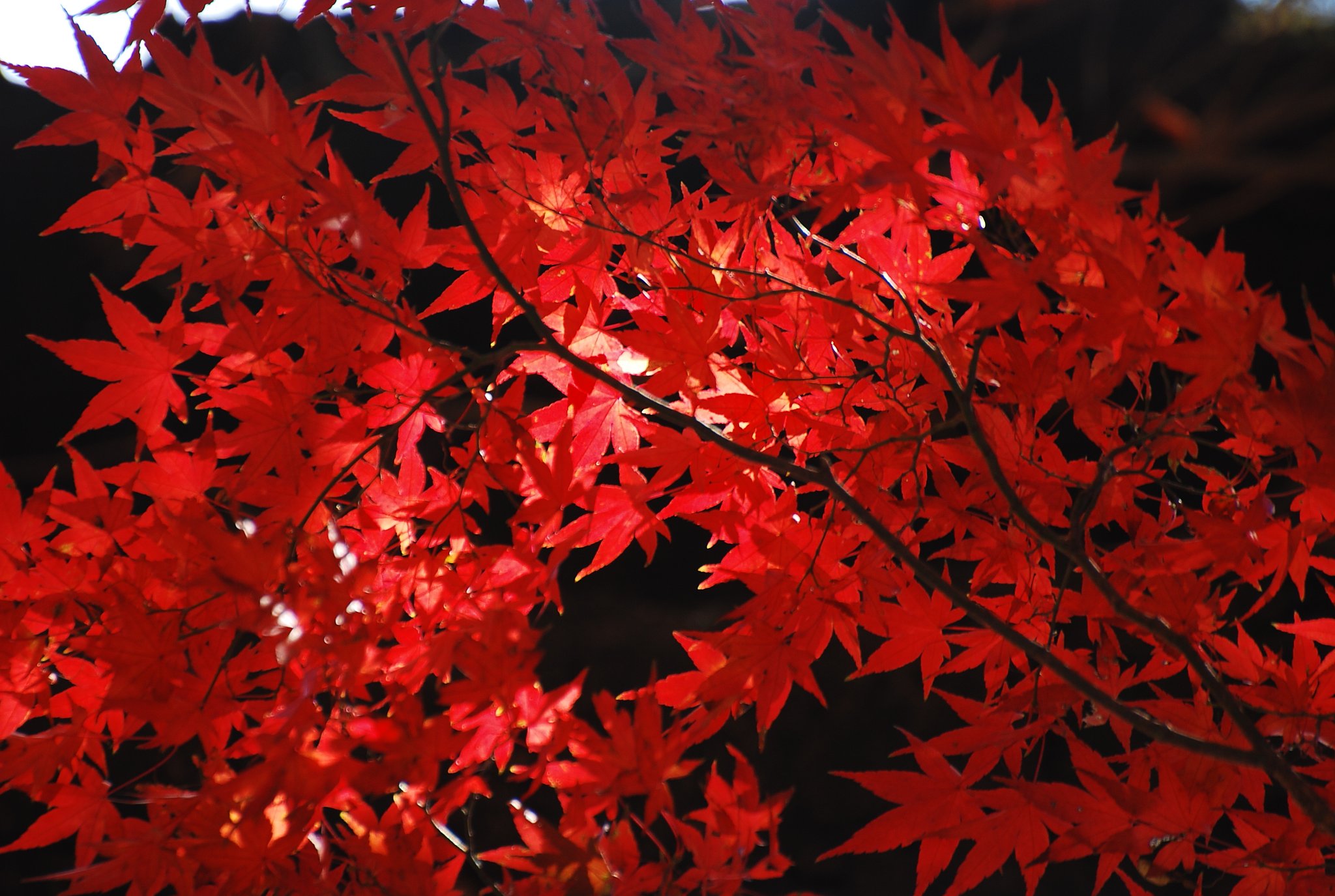 最後の紅葉撮影