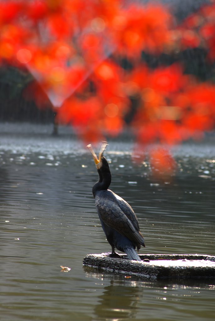 炎を吐く鳥獣