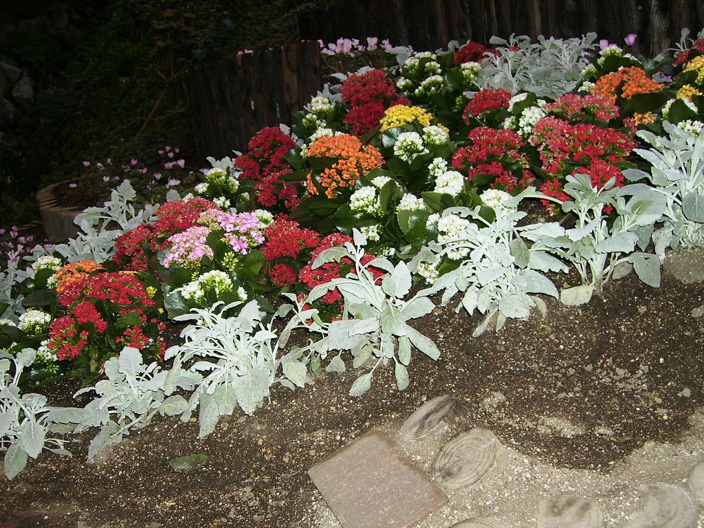 【街】花を見ていると・・・