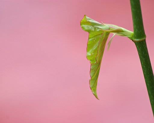 とき色に包まれて