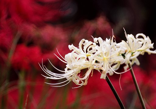 朱に交われば白くなる