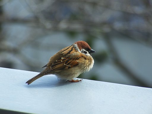 すずめ