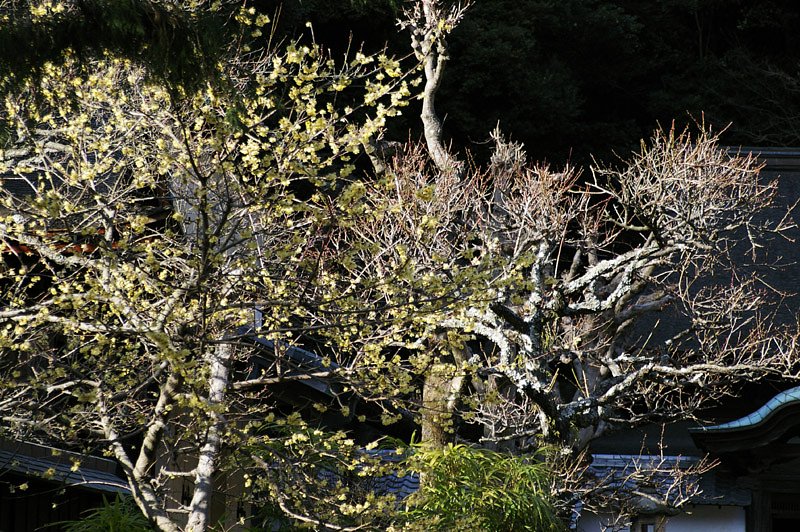 蝋梅のお寺