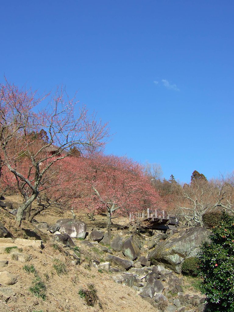 筑波梅林公園・・・