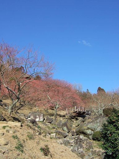 筑波梅林公園・・・