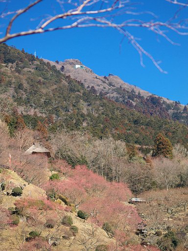 観梅・・・