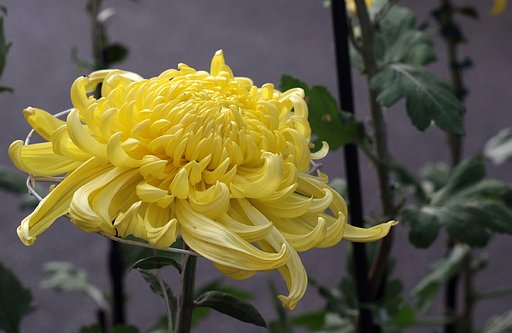 菊
