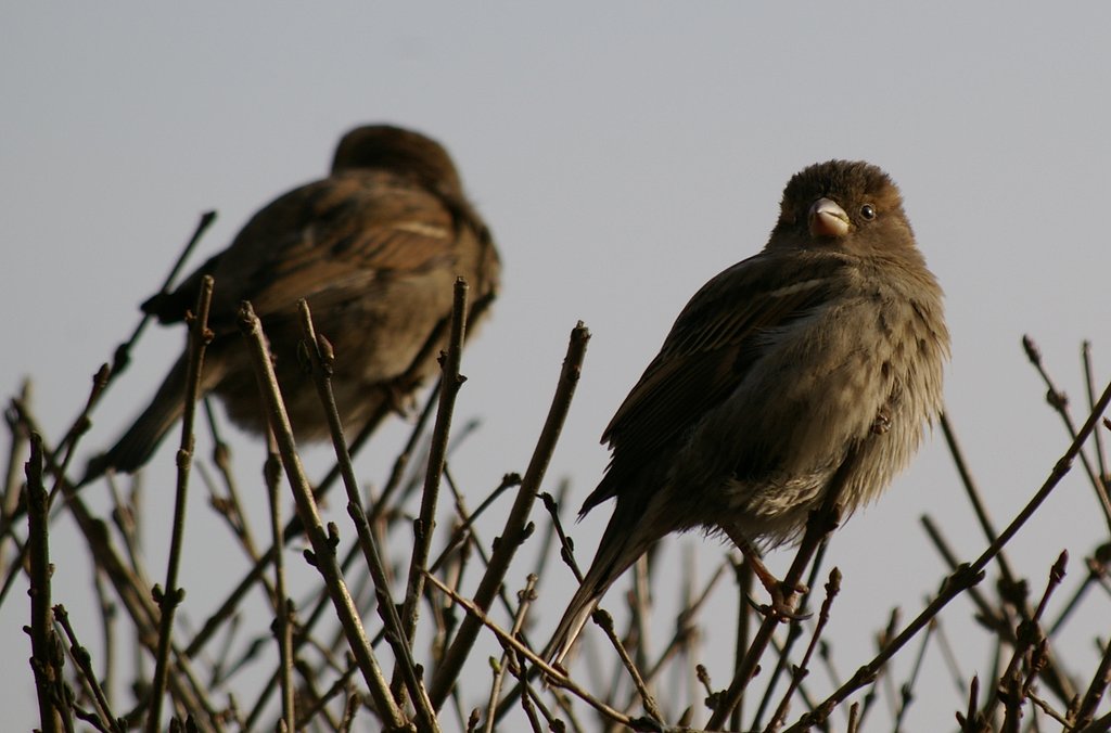 Sparrow with the wife