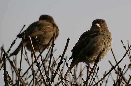 Sparrow with the wife