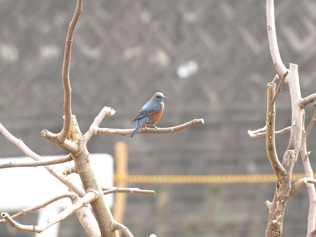青い鳥