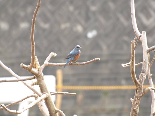 青い鳥