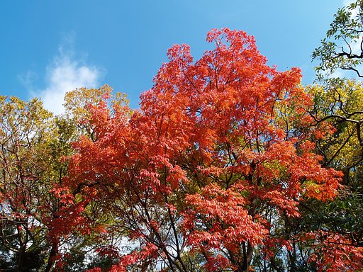紅葉