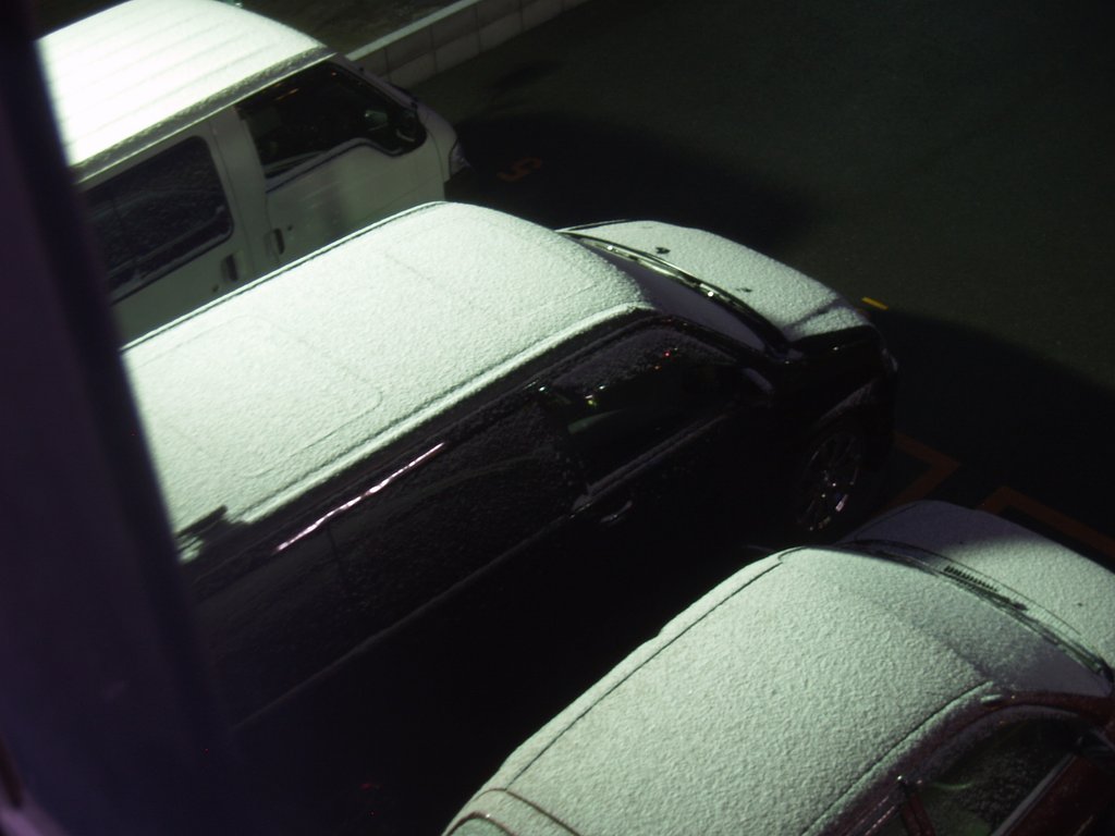 今朝は雪が