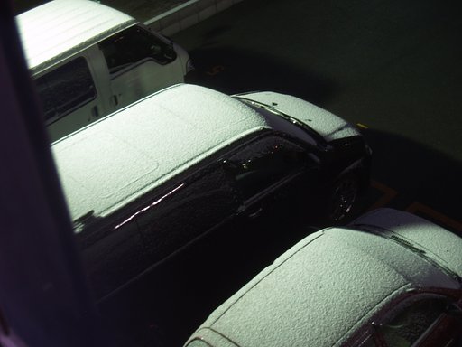 今朝は雪が