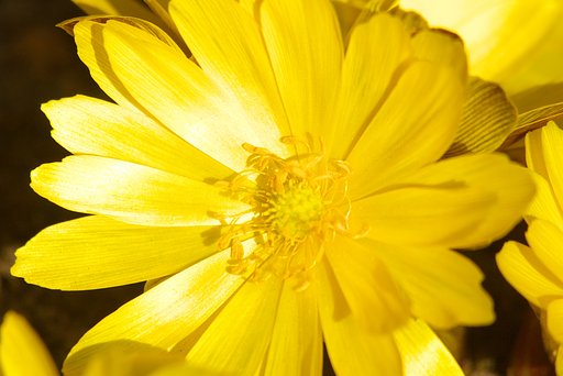 ちさき花輝き放ち福を呼ぶ