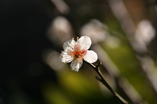 光・花