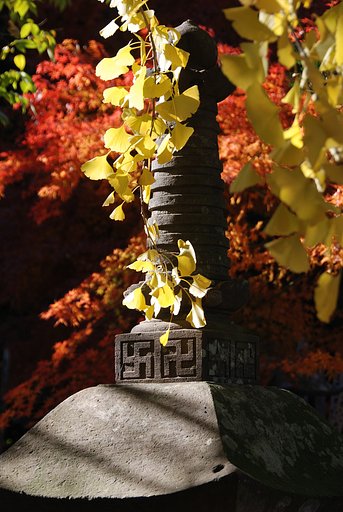 お寺の紅葉１