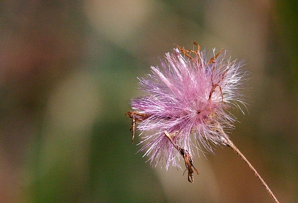 冬の造花