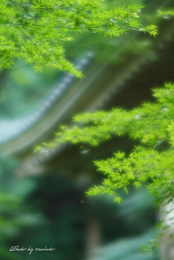 まだ青いですが・・