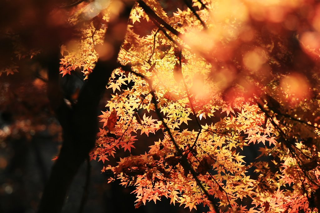 今年最後の紅葉です♪