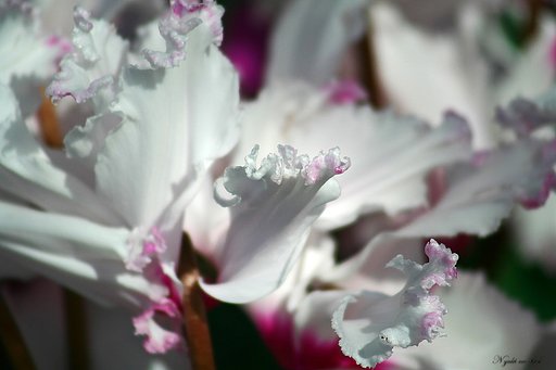 恋は陽炎（かげろう）