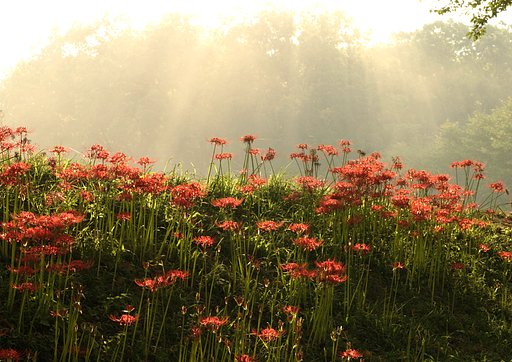 Sunshower