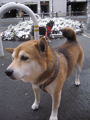 ワンこ